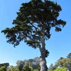 Cypress, Monterey